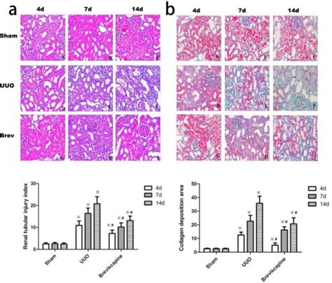 Figure From Breviscapine Prevents Downregulation Of Renal Water And