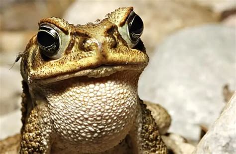 Cane Toad Control How To Get Rid Of Cane Toads Solutions