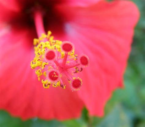 Red Hibiscus Flower South Africa Red Hibiscus Flower Sou… Flickr