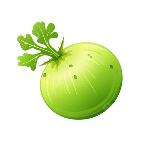 Kohlrabi Flat Green Color Png Vegetable Healthy Nutritious PNG