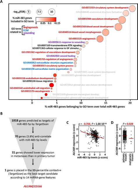 Functional Enrichment And Integrative Analyses Of Mir P And