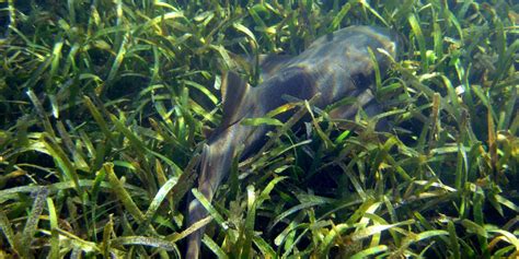 The Importance Of Seagrass Why We Should Conserve This Marine Habitat