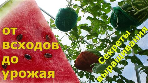 Выращивание арбуза от А до Я - YouTube