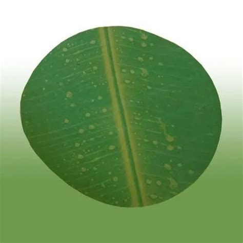 Green Plain Banana Leaf Print Paper Plate Circle Raw Material At Rs 92