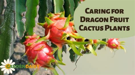 Exploring the Secrets of Dragon Fruit Cactus Care: Essential Tips for ...