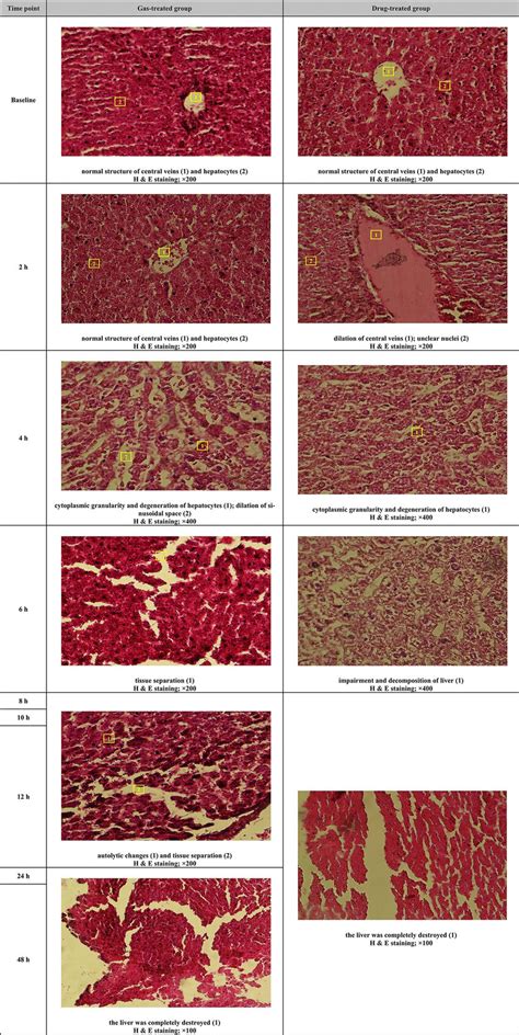 Histopathological Evaluation Of The Liver Tissues Download Scientific Diagram