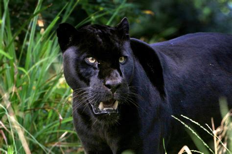 Big cat sightings in Scottish fields are NOT black panther - but ...