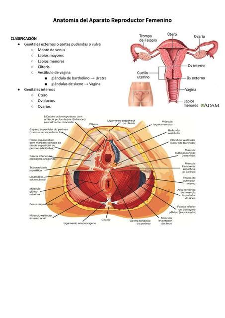 Anatomía del Aparato Reproductor Femenino MEDilove uDocz