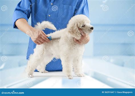 Poodle Grooming Stock Image Image Of Brushes Beautiful 36291647