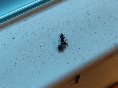 [Queens, NY] What are these ants? : whatsthisbug