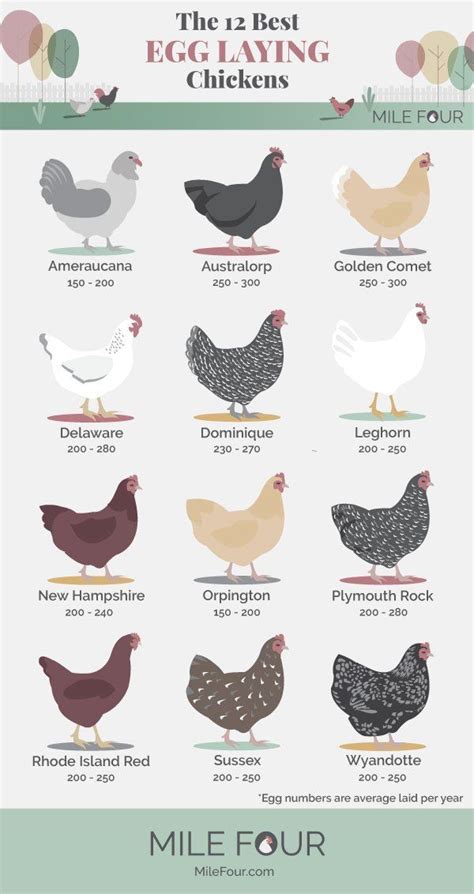 Best Egg-Laying Chickens for Your Backyard