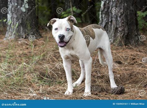 American Bulldog Pitbull Mix Dog with One Blue Eye Stock Image - Image ...