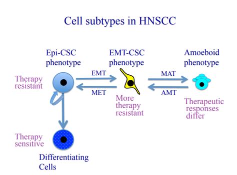 Cancer Stem Cells Diagram Quizlet