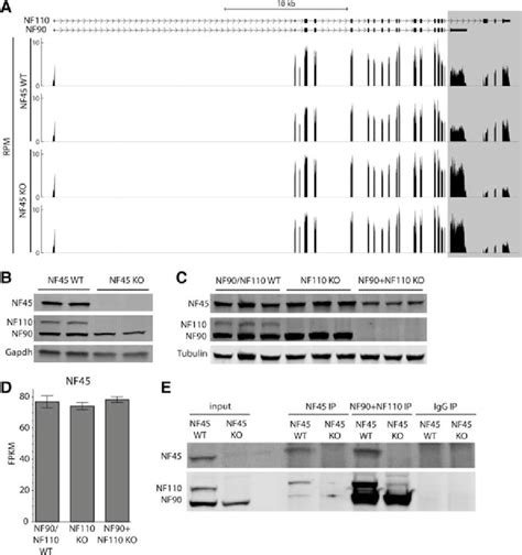 Nf45 And Nf90nf110 Physically Interact And Influence The Expression Of