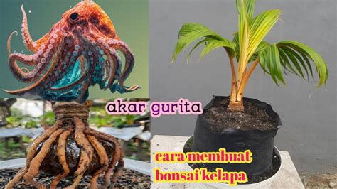 PROSES LANJUTAN CARA MEMBUAT BONSAI KELAPA MOTIF AKAR GURITA YouTube