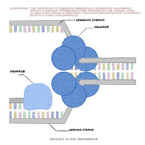 Dna Replication Animation Leading And Lagging Strand Biochemistry