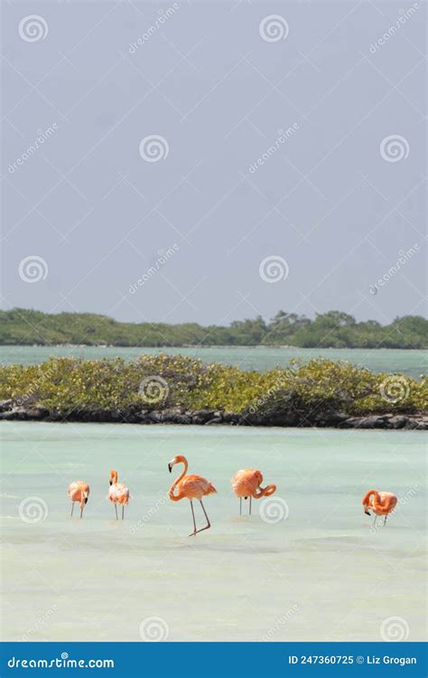 The Flock Of Pink Flamingo In The Water Royalty Free Stock Photography