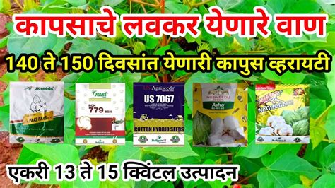 कापसाच्या लवकर येणारे वाण 140 ते 150 दिवसांत येणाऱ्या व्हरायटी Cotton Seed Kapus Biyane