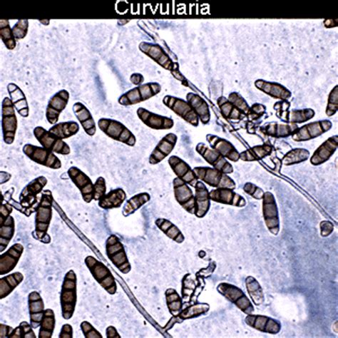 Sustainable Mycology: Curvularia spp.