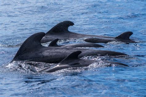 Nadar Golfinhos Na Ilha Da Madeira Funchal