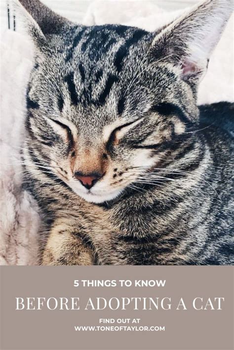 Things To Know Before Adopting A Cat Cat Adoption Cats Cat Care