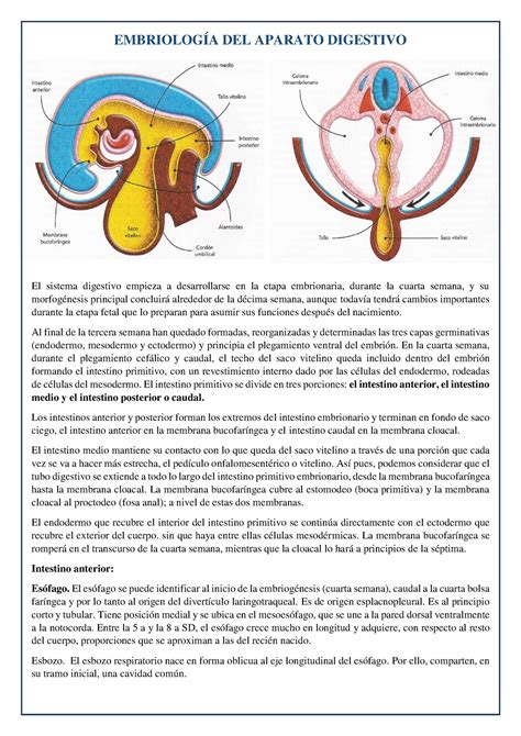 Embriolog A Del Aparato Digestivoooooo Embriolog A Del Aparato