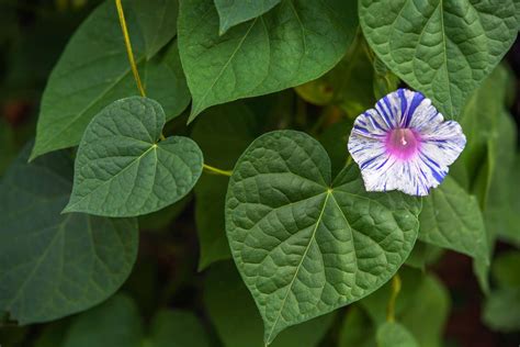 Morning Glory Vs Hawaiian Baby Woodrose What S The Difference