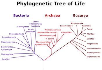 Archaea vs. Bacteria | Overview, Similarities & Differences - Lesson ...