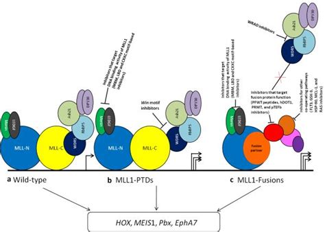 Biochemistry Of The Mixed Lineage Leukemia 1 Mll1 Protein And Targeted Therapies For