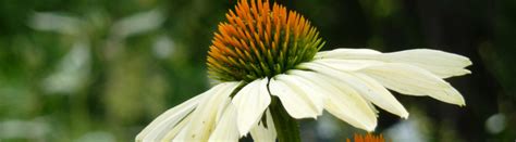 Échinacée Echinacea Entretien Plantation et Culture Conservation