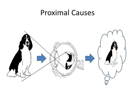 Ppt Causal Theories Of Mental Representation Powerpoint Presentation