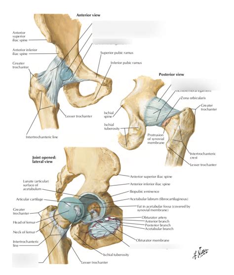 Plate 333 Ligaments Of Hip Diagram Quizlet