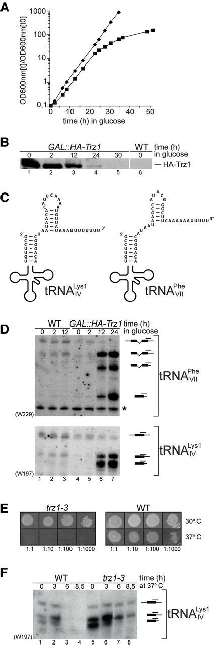 TRNA 3 Processing In Yeast Involves TRNase Z Rex1 And Rrp6