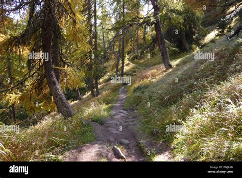 Switzerland Canton of Valais hiking trail path slope larches larch tree ...