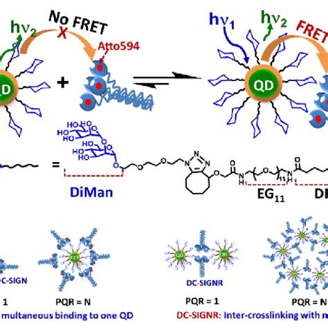 A Schematic Showing The QD FRET Readout For QDDiManlectin Dye