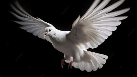 White Dove Flying In The Sky Against A Black Background Picture Of