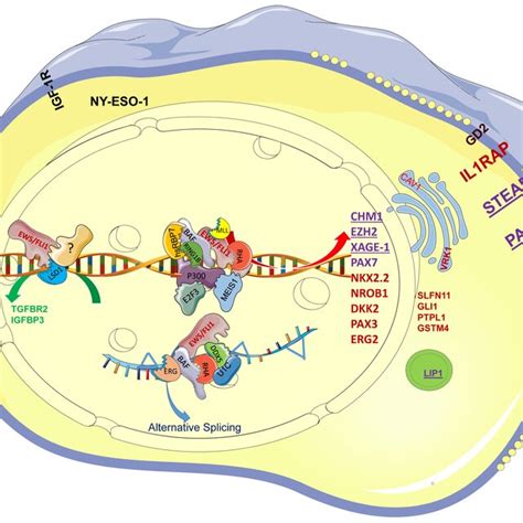 The Ews Fli1 Protein Complex Drives The Specific Transcription Profile Download Scientific