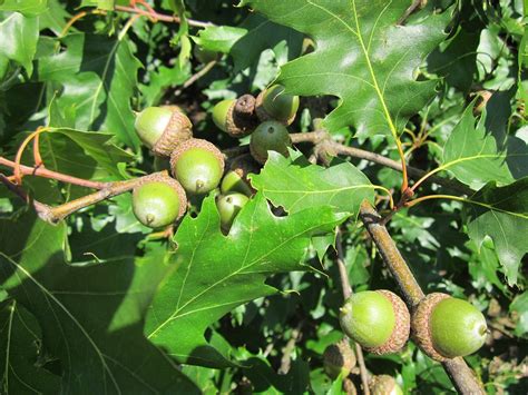 Quercus Rubra Hojas Bellotas Roble · Foto Gratis En Pixabay