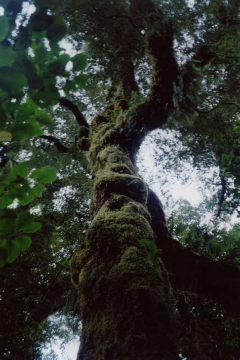 Photo A Beech Tree Covered In Moss And Epiphytes