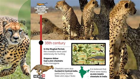 In Pics All You Need To Know About India S Cheetah Reintroduction Project