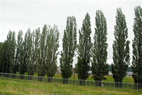 Populus Nigra Black Poplar Lombardy Poplar North Carolina