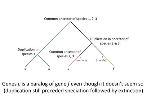 Ppt Mcb Lecture Feb Powerpoint Presentation Free