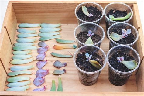 How To Propagate Succulents With Honey Step By Step Guide Gardening Heavn