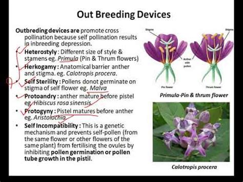 Outbreeding Devices Class Chap Youtube