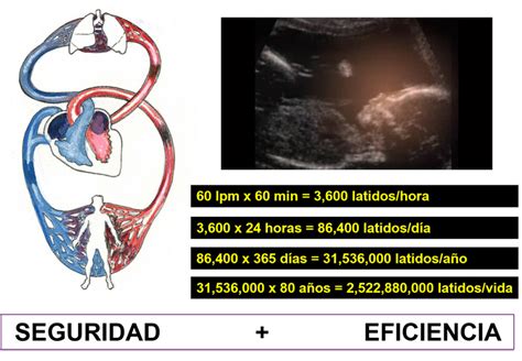 Electrofisiología Cardíaca Básica Campuscardio