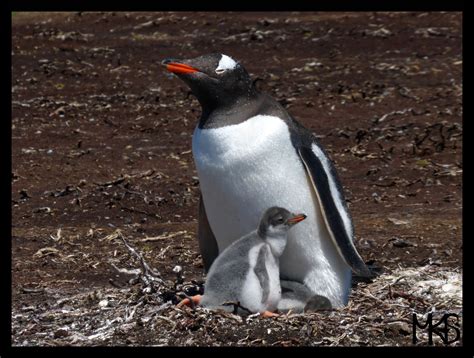 Gentoo penguins in Falklands [OC][2048x1551] : r/AnimalPorn