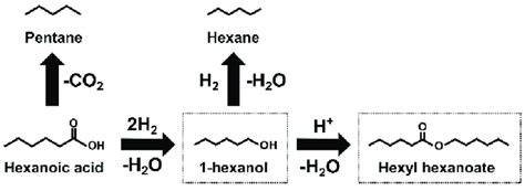 Scheme 1 Possible Reactions Involved Within Hexanoic Acid