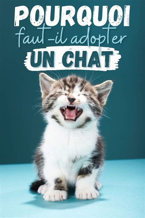 Pourquoi Faut Il Adopter Un Chat Artofit