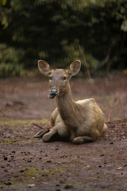 Premium Photo Deer Activity In Captivity Of Tofu In South Kalimantan