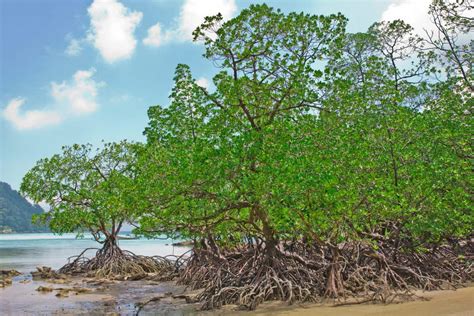 Mangrove Definition Types Importance Uses Facts 41 Off